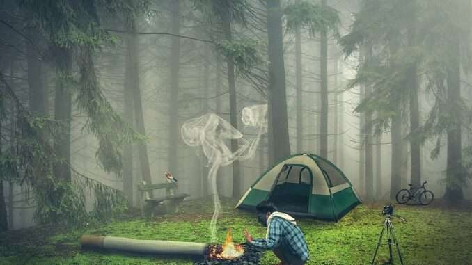 forest-851485_1280