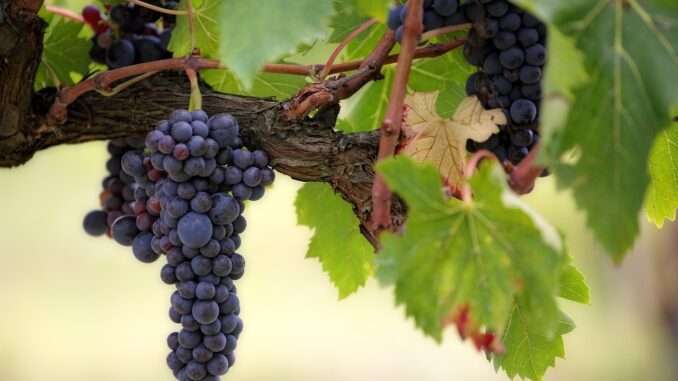 grapes-3215625_1280 Hautpflege aus Weintrauben: Vinotherapie für Schönheit und Wohlbefinden